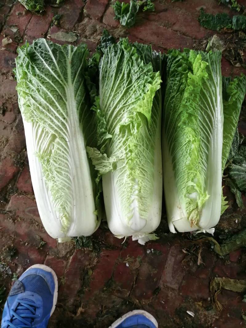 秋绿白菜，