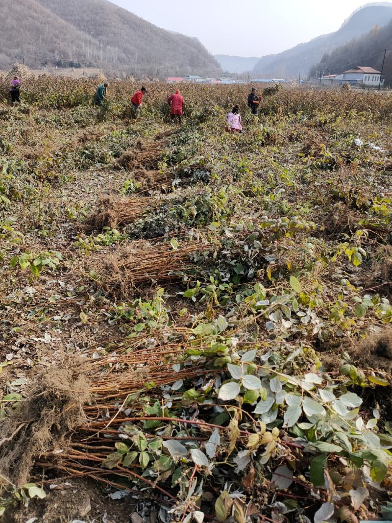 【荣誉推荐】蓝靛果苗基地直发量大价低品种纯正包活包售后