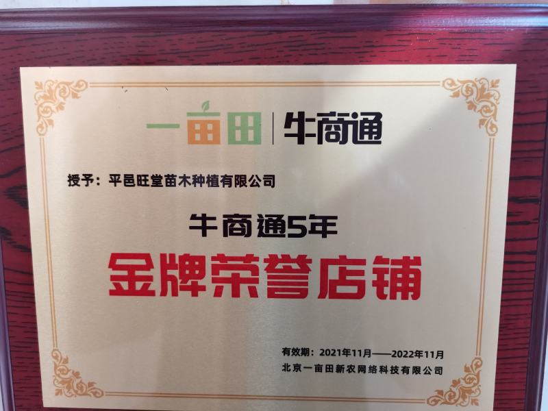 金银花苗金银花树苗爬藤植物育杰一号扦插枝条