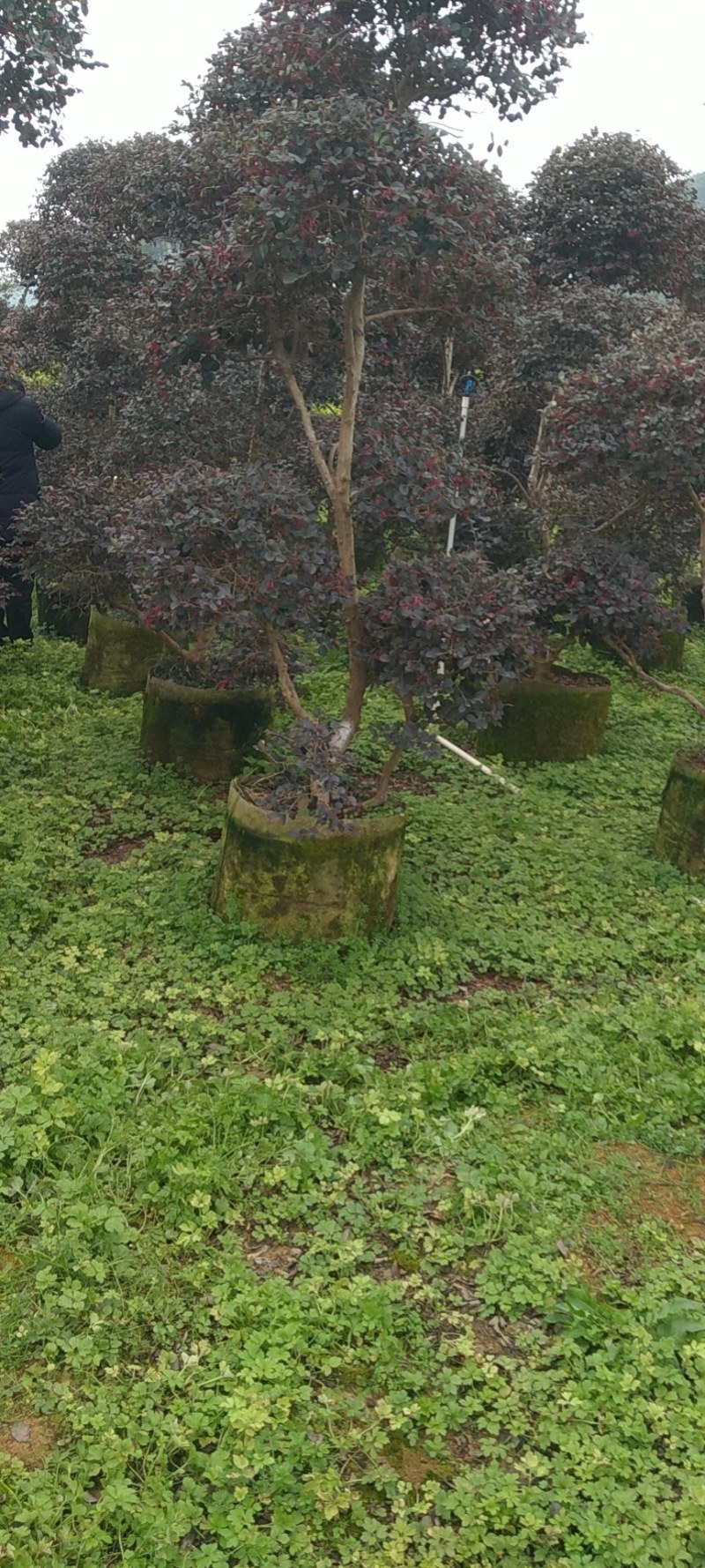 红花继木球