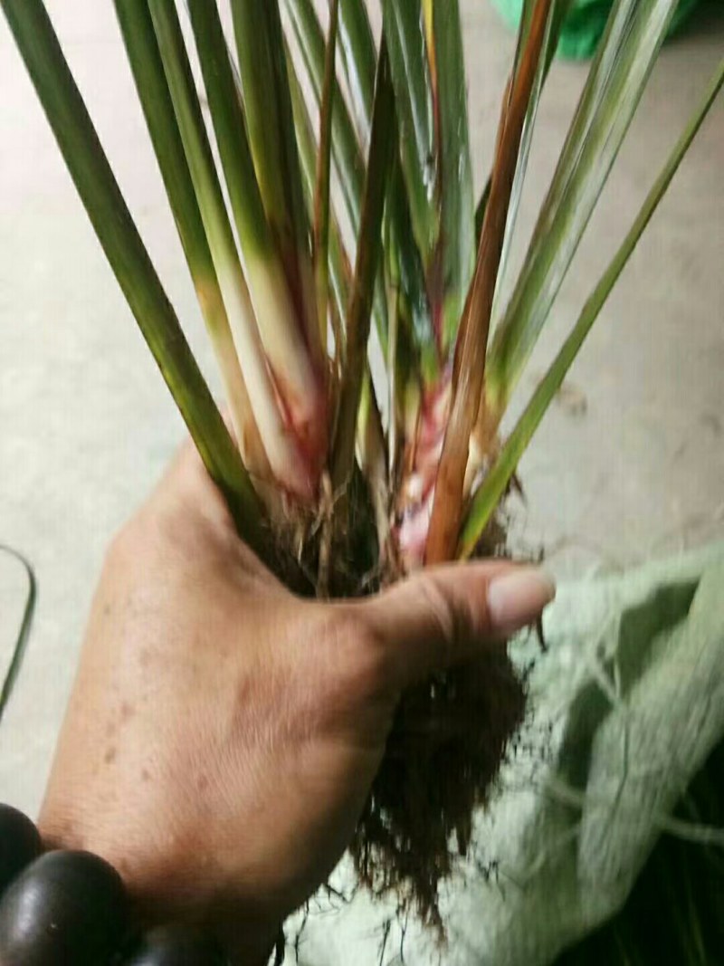 石菖蒲苗