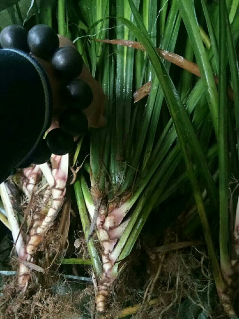 石菖蒲苗