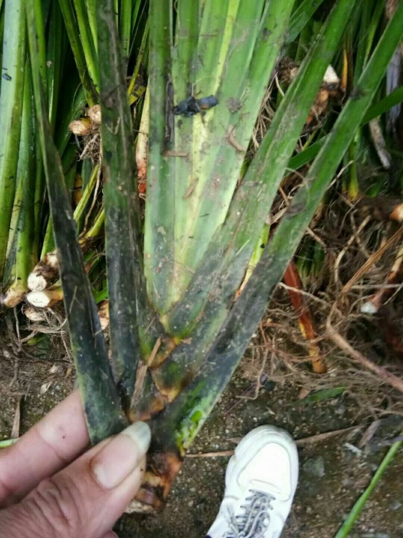 石菖蒲苗