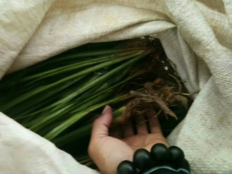 石菖蒲苗