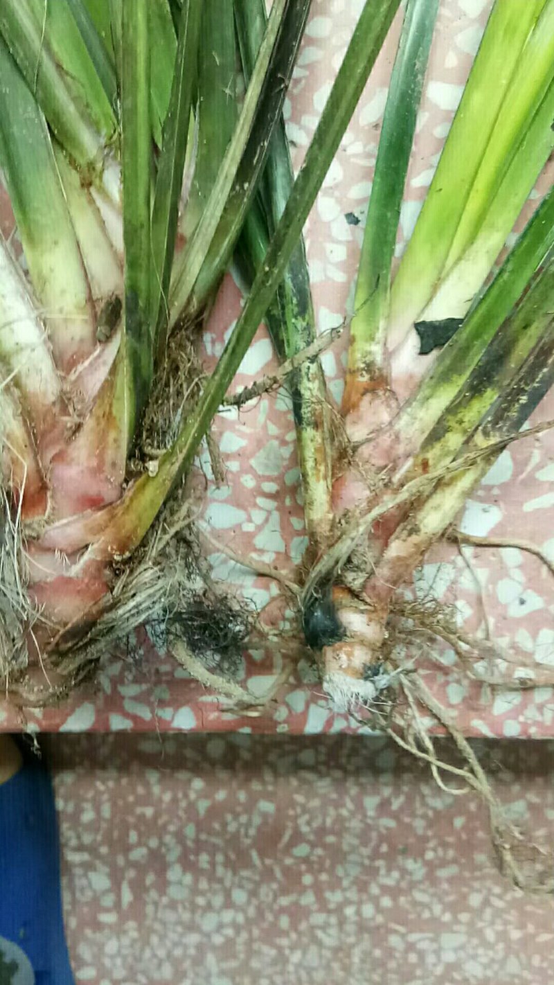 石菖蒲苗