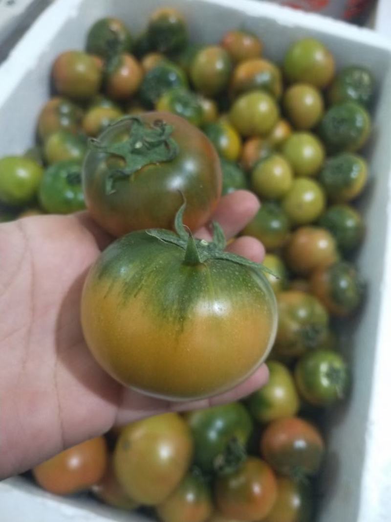 铁皮西红柿草莓西红柿绿肩浓糖度8到12个有种有苗