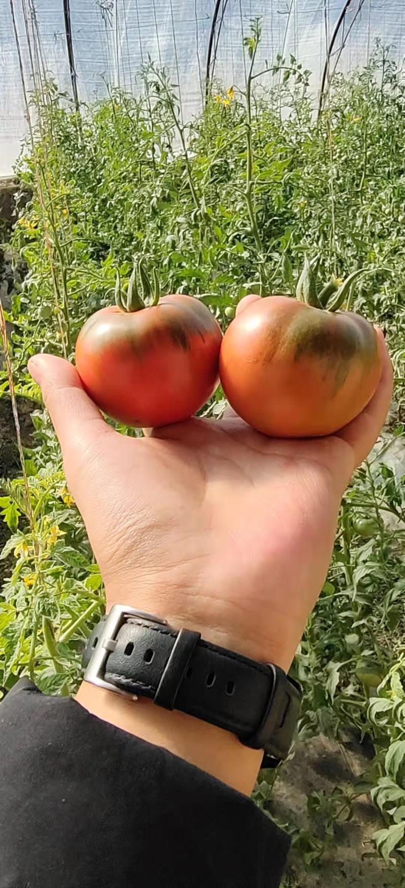 铁皮西红柿草莓西红柿绿肩浓糖度8到12个有种有苗