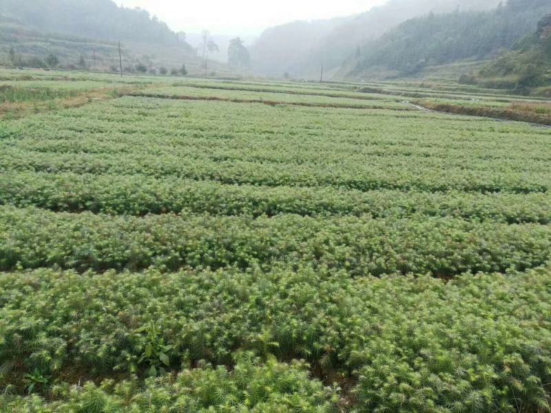 杉树苗一年生杉苗，各种规格都有，欢迎各位前来咨询
