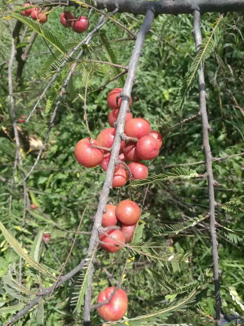 余甘子苗，油甘果苗，橄榄苗，滇橄榄嫁接苗，滇橄榄苗，橄榄