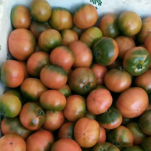 丹东铁皮柿子，正宗量大。