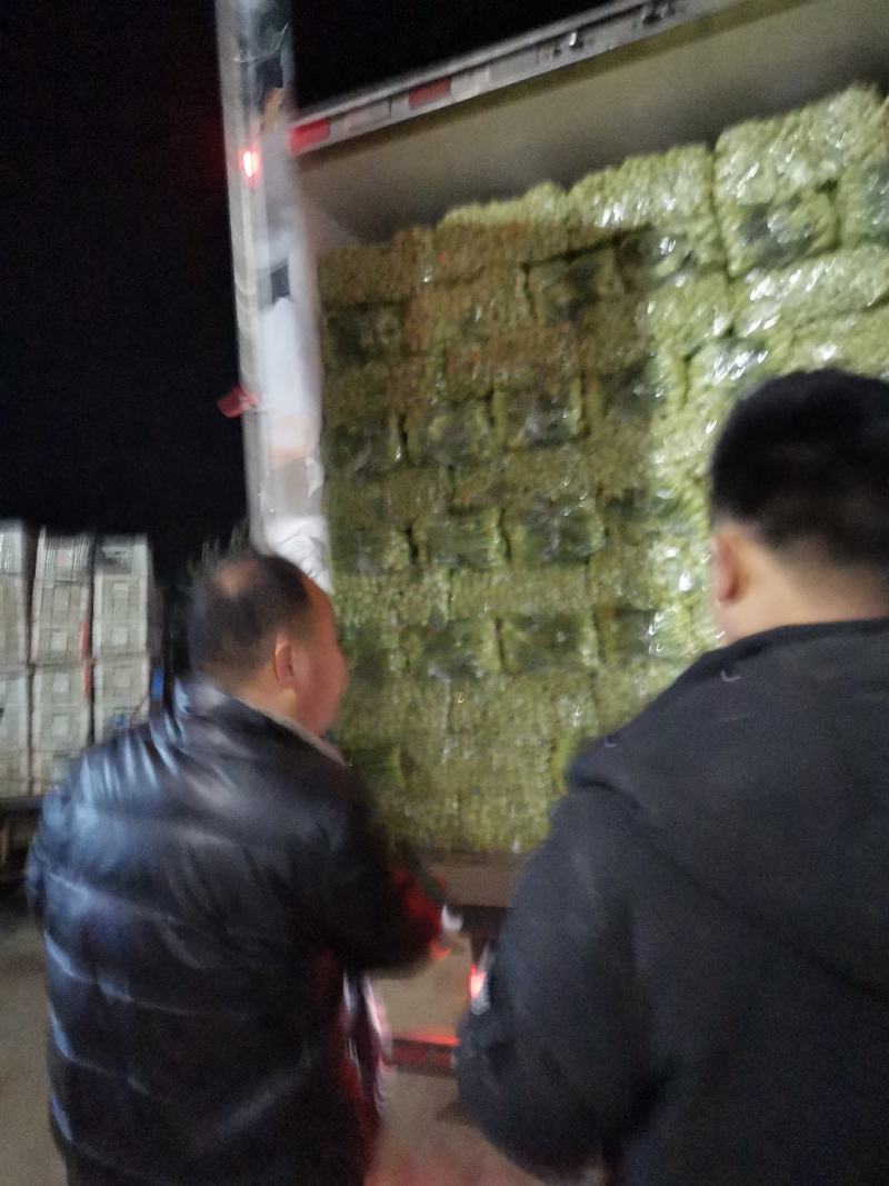 基地直供，精品上海青，小白菜，，保质保量，真诚合作