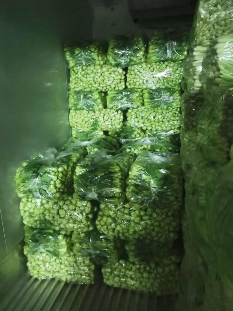 基地直供，精品上海青，小白菜，，保质保量，真诚合作