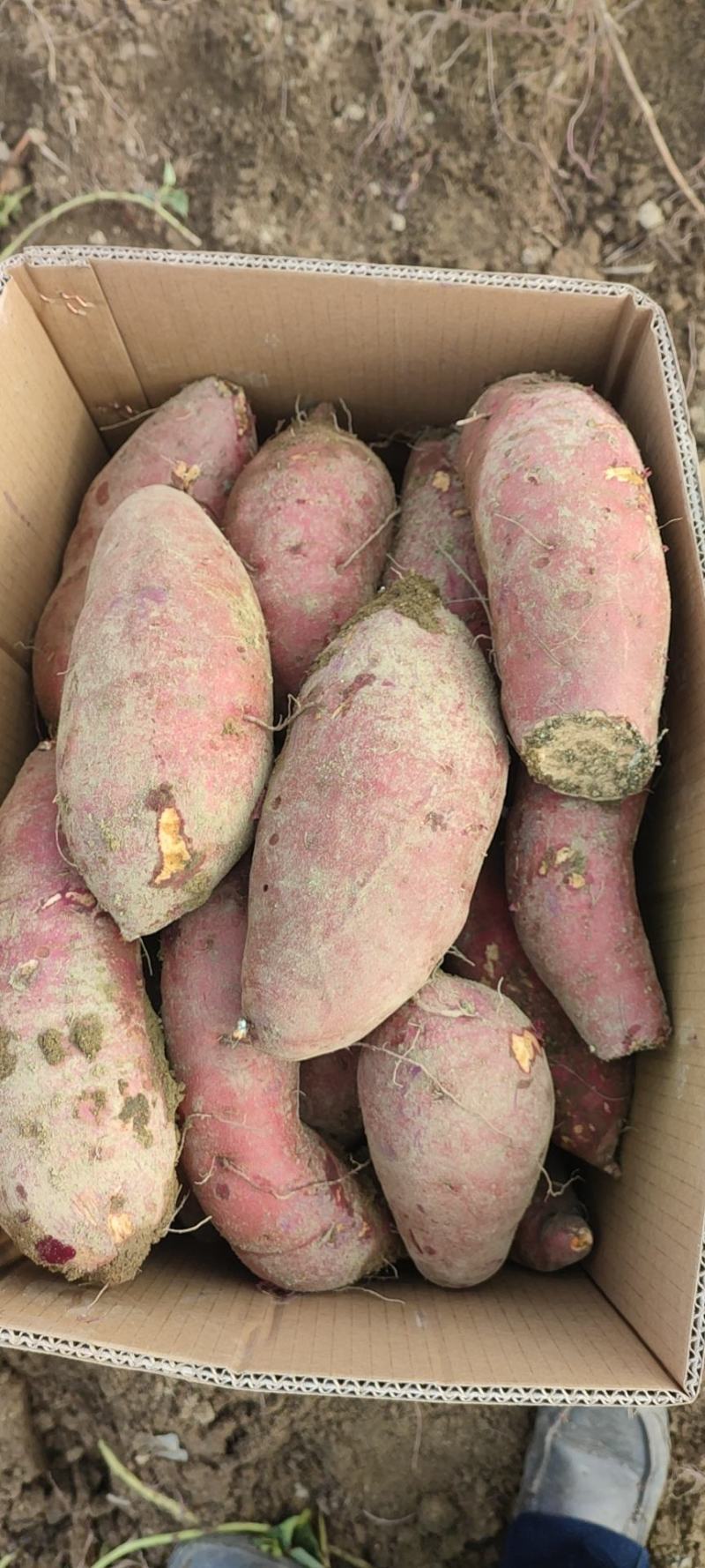 供应大叶红，条形好，品相佳
