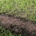 法国皇后优质芹菜苗预售正月底上市10万颗