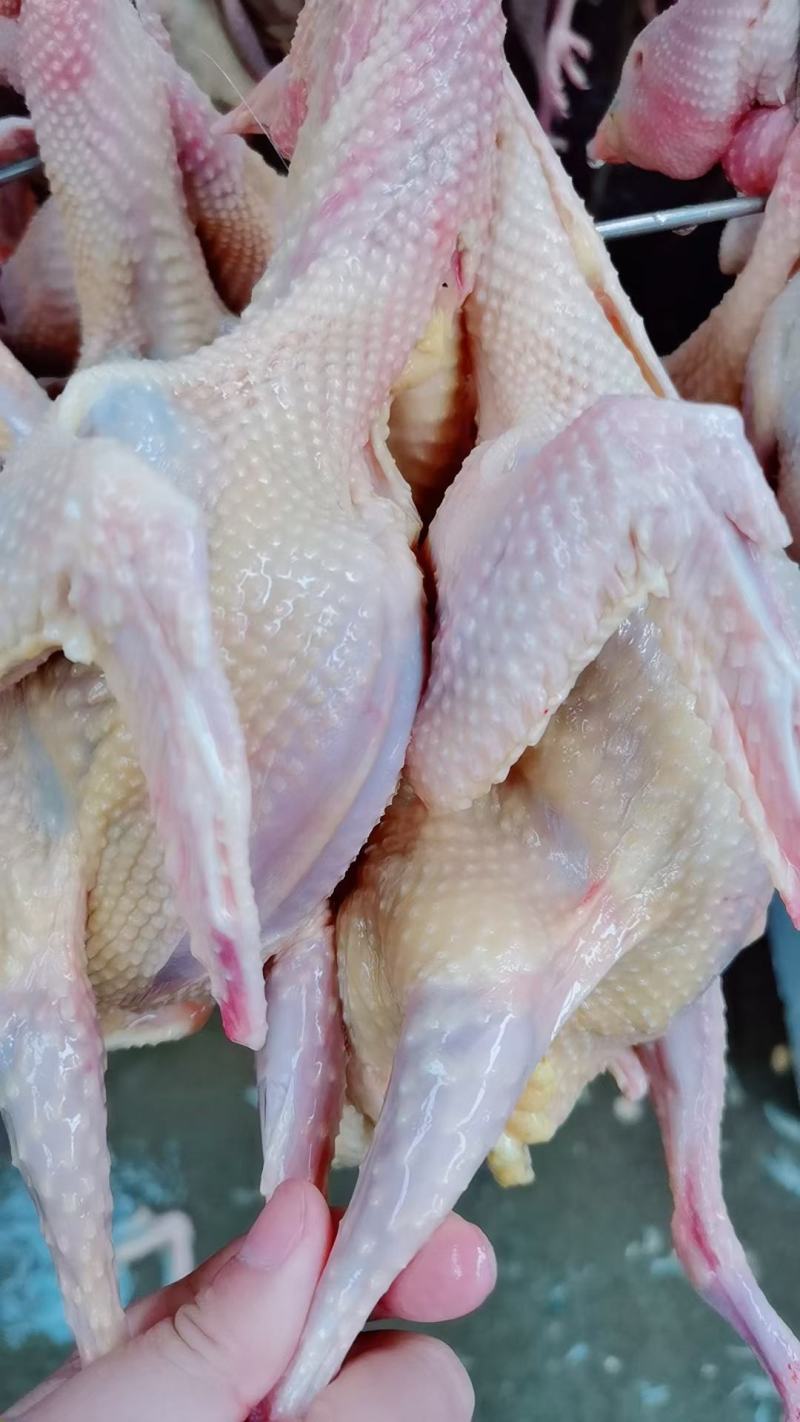 【白条鸽】乳鸽新鲜现杀乳鸽白条鸽大量批发速冻发货