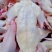【白条鸽】乳鸽新鲜现杀乳鸽白条鸽大量批发速冻发货