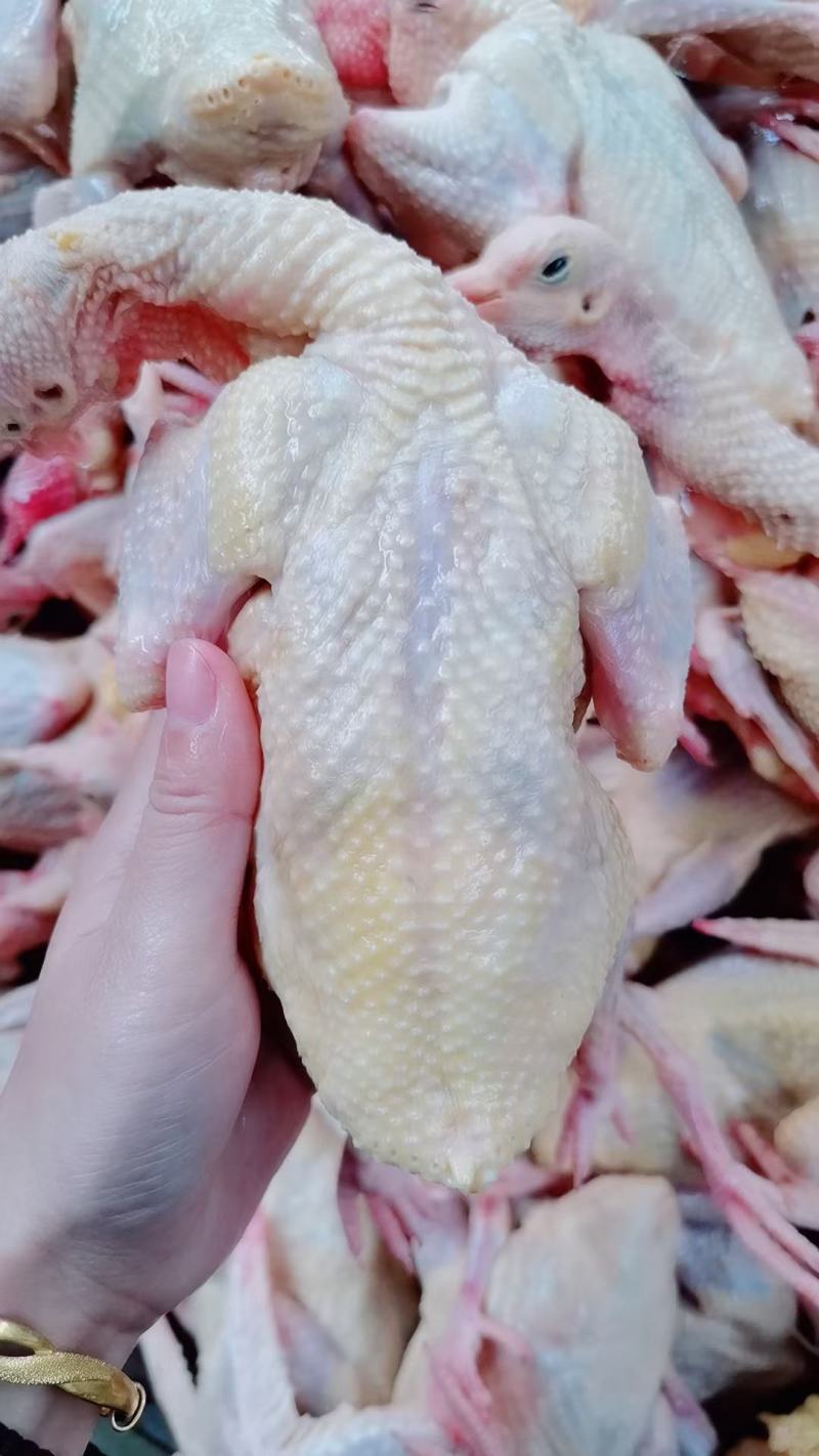 【白条鸽】乳鸽新鲜现杀乳鸽白条鸽大量批发速冻发货