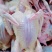 【白条鸽】乳鸽新鲜现杀乳鸽白条鸽大量批发速冻发货