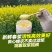【蜂场直】蜂王浆野鲜王浆农家自产蜂皇浆新鲜蜂皇浆包邮