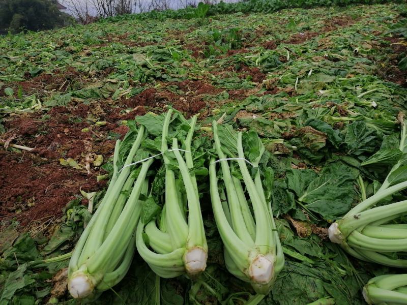 青菜基地直供，鲜翠嫩绿
