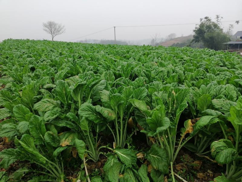 青菜基地直供，鲜翠嫩绿