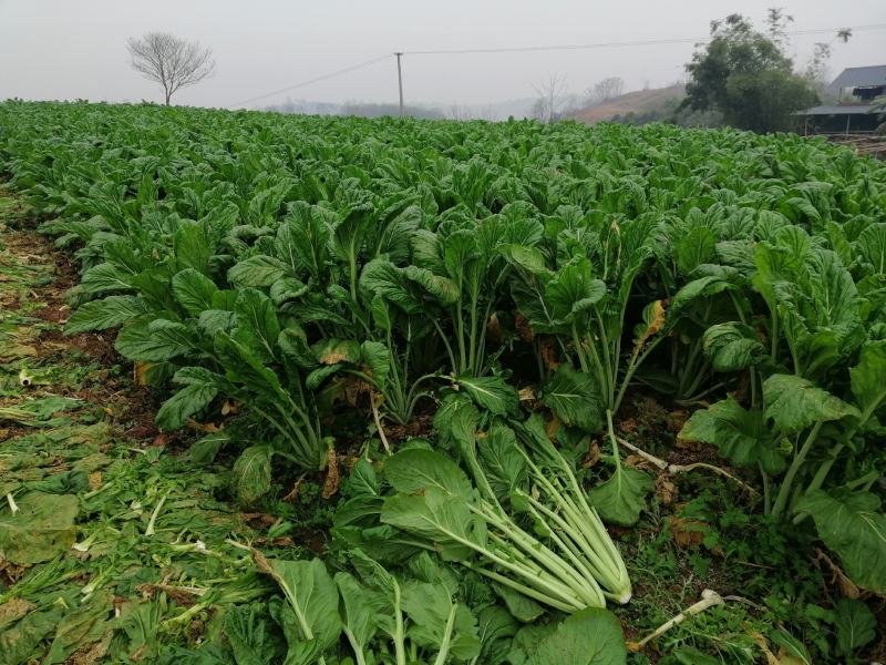 青菜基地直供，鲜翠嫩绿