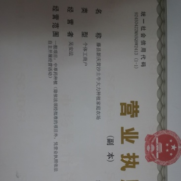 小叶牛大力种子