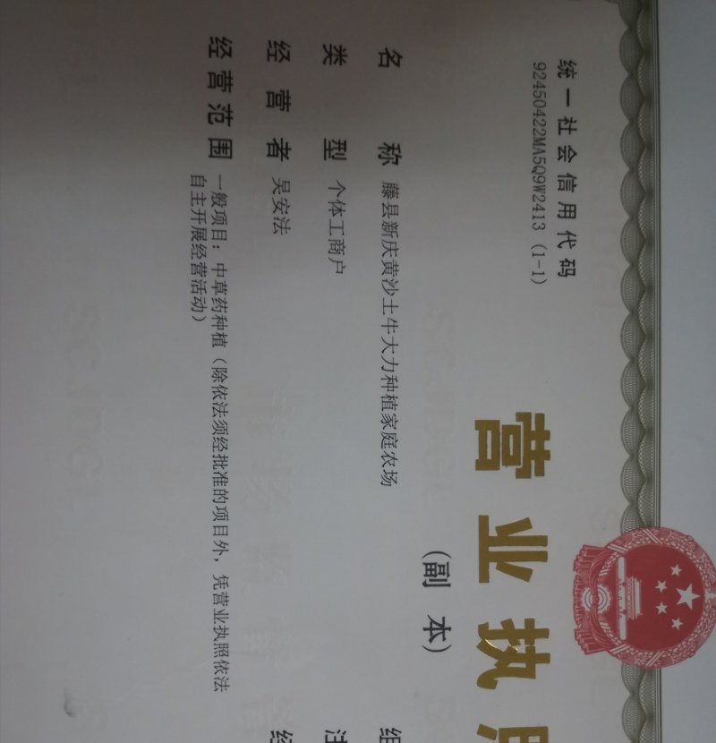 小叶牛大力种子