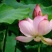观赏藕，观赏莲藕，观赏莲藕种苗，盆栽荷花，微山湖基地