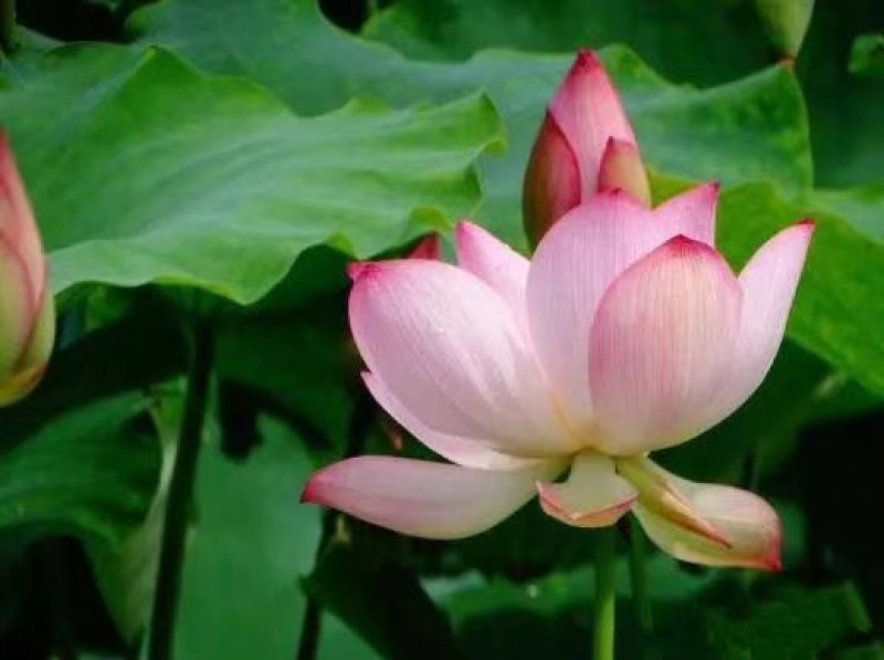观赏藕，观赏莲藕，观赏莲藕种苗，盆栽荷花，微山湖基地
