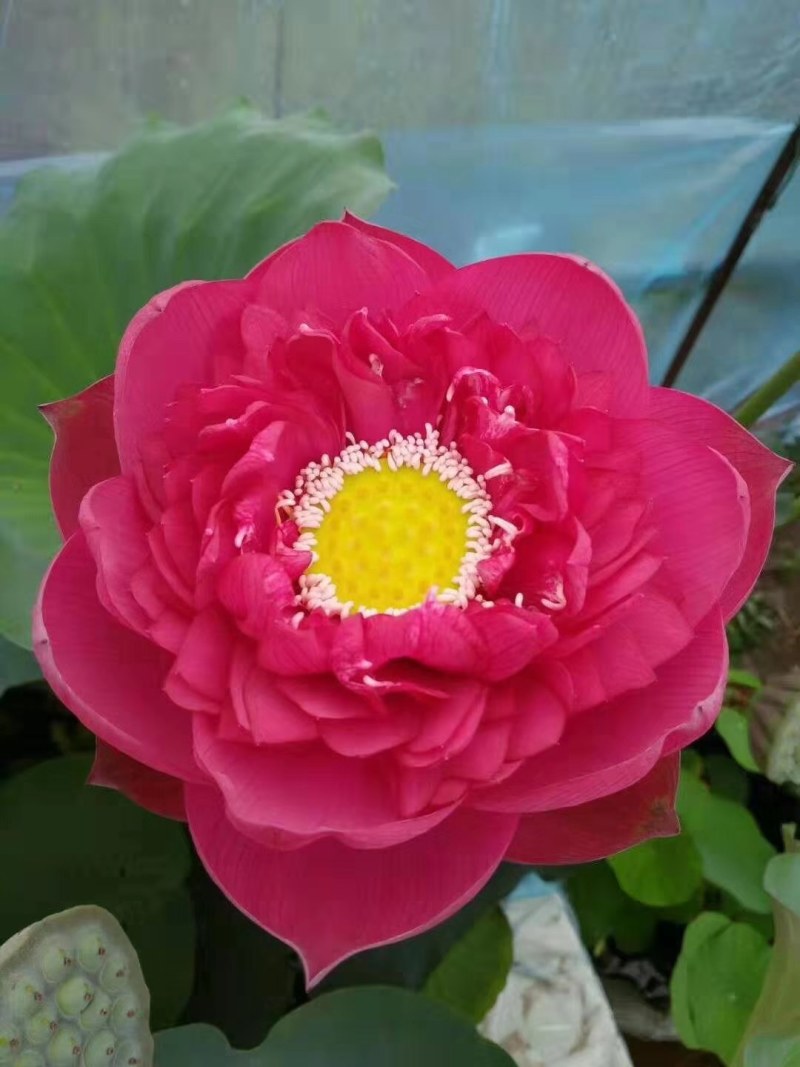 观赏藕，观赏莲藕，观赏莲藕种苗，盆栽荷花，微山湖基地