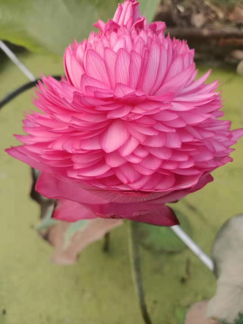 观赏藕，观赏莲藕，观赏莲藕种苗，盆栽荷花，微山湖基地