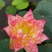 观赏藕，观赏莲藕，观赏莲藕种苗，盆栽荷花，微山湖基地