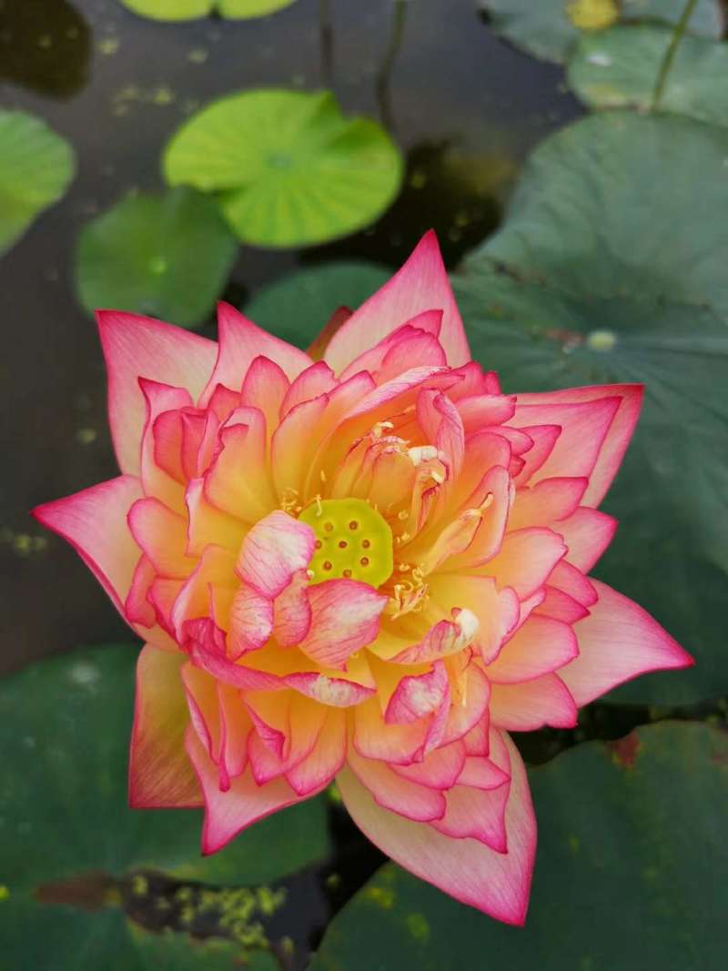 观赏藕，观赏莲藕，观赏莲藕种苗，盆栽荷花，微山湖基地