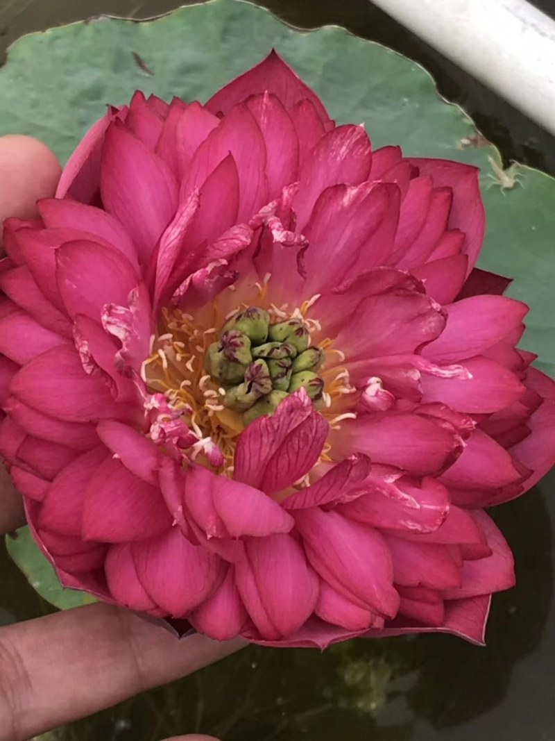 观赏藕，观赏莲藕，观赏莲藕种苗，盆栽荷花，微山湖基地
