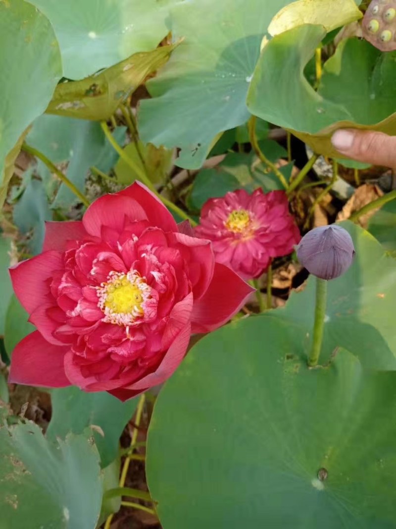观赏藕，观赏莲藕，观赏莲藕种苗，盆栽荷花，微山湖基地