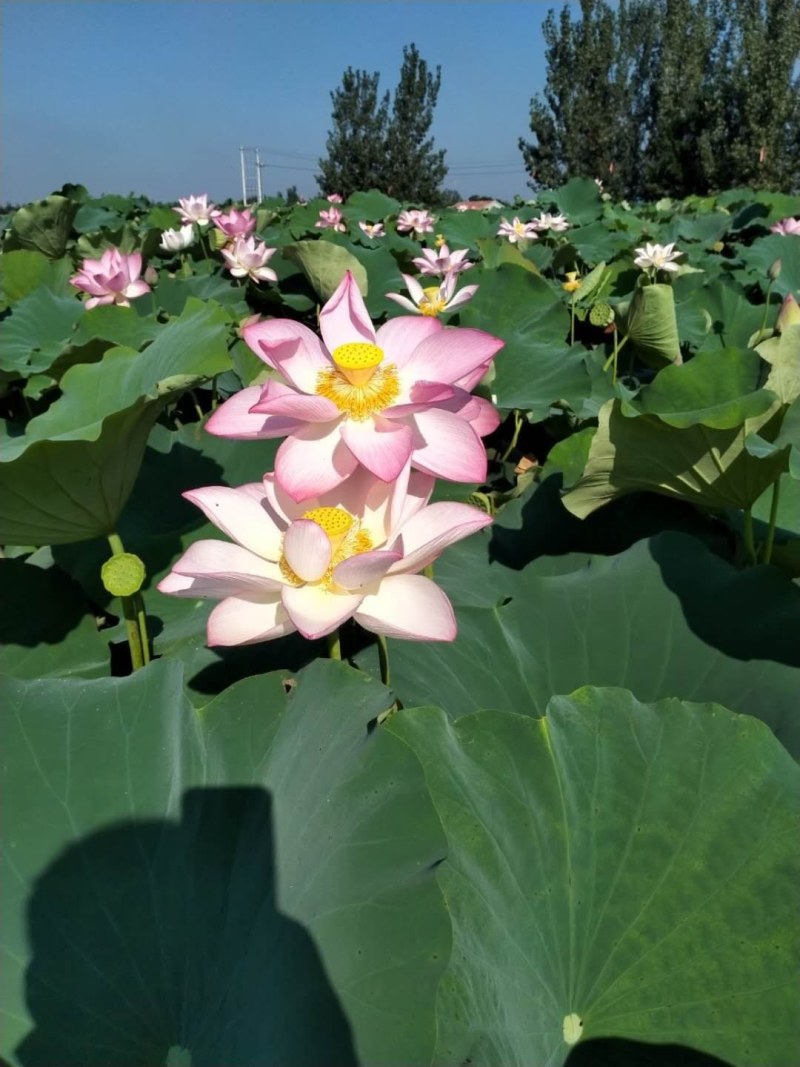 观赏藕，观赏莲藕，观赏莲藕种苗，盆栽荷花，微山湖基地