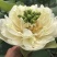 观赏藕，观赏莲藕，观赏莲藕种苗，盆栽荷花，微山湖基地