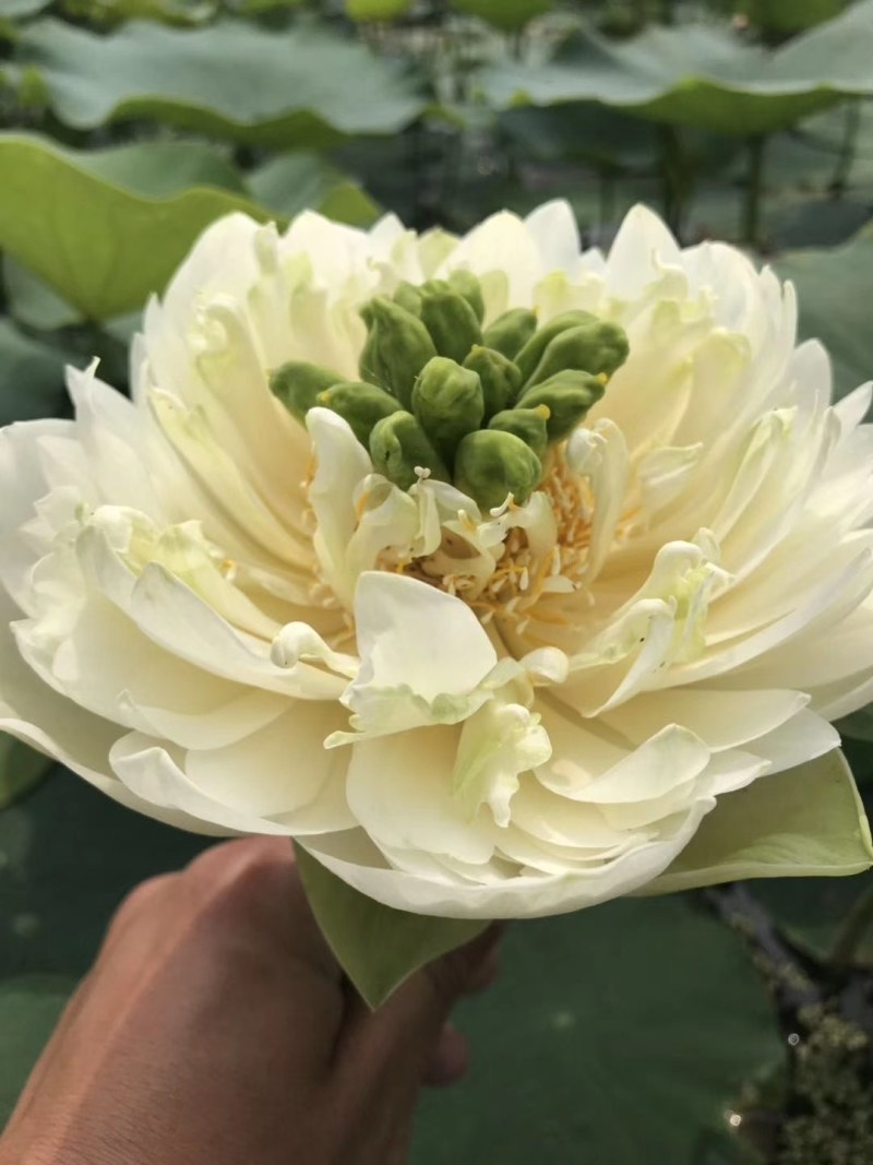 盆栽荷花，盆栽荷花种苗，碗莲，荷花，观赏藕。观赏藕苗。