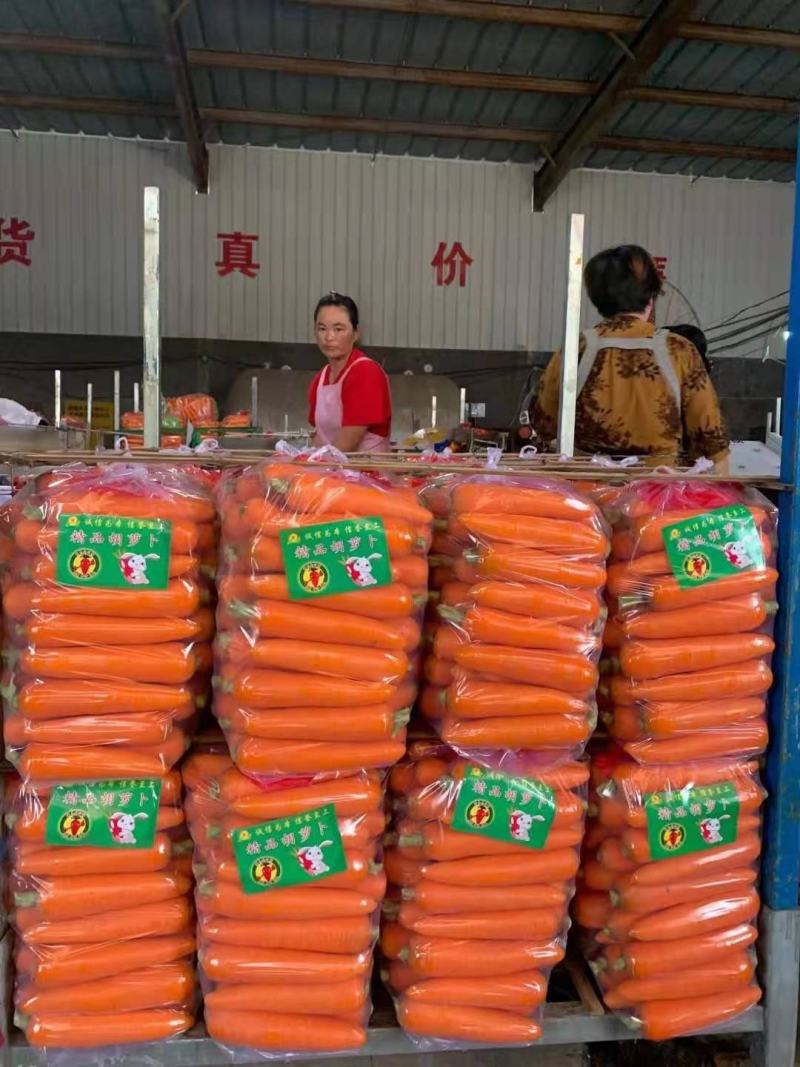 大量出售精品水洗胡萝卜，专业代办代发，商超，市场，加工厂