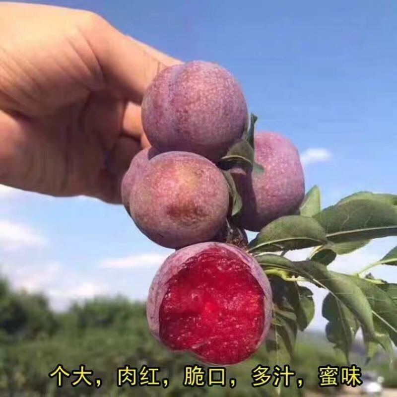 三华李树苗，带叶子发货，广西发货，基地发货品质保证。