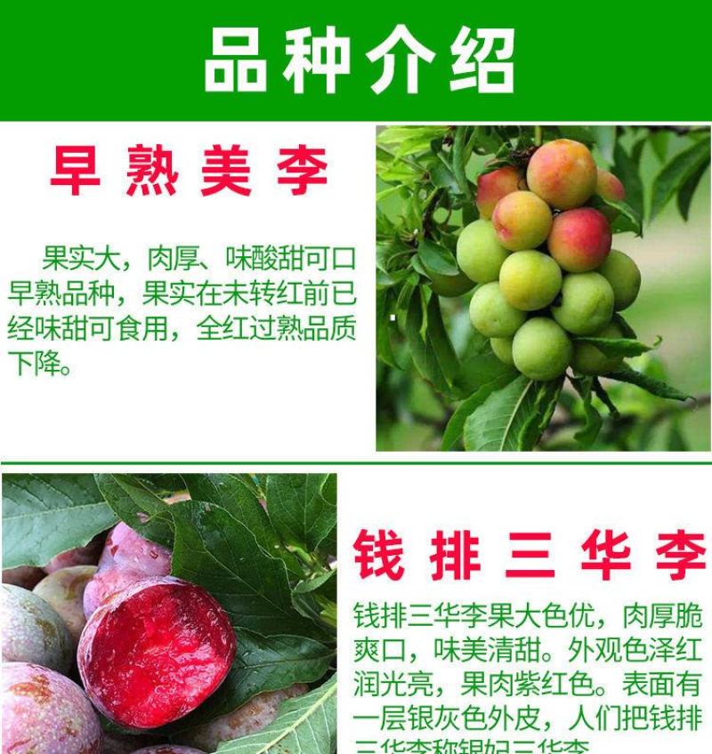 三华李树苗，带叶子发货，广西发货，基地发货品质保证。