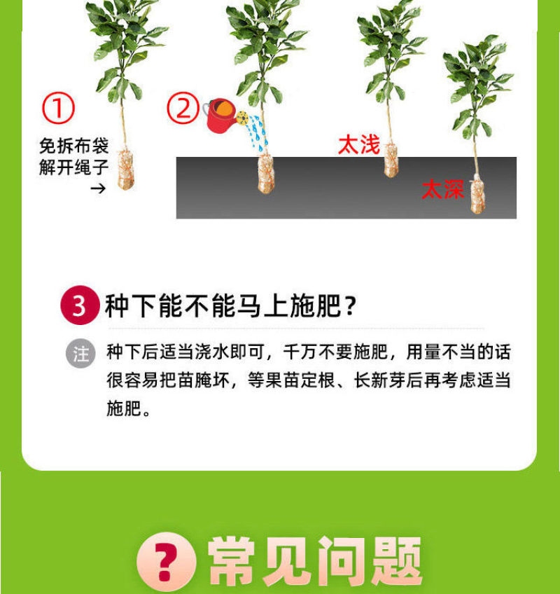 三华李树苗，带叶子发货，广西发货，基地发货品质保证。