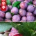 三华李树苗,带叶子发货,广西发货,基地发货品质保证。