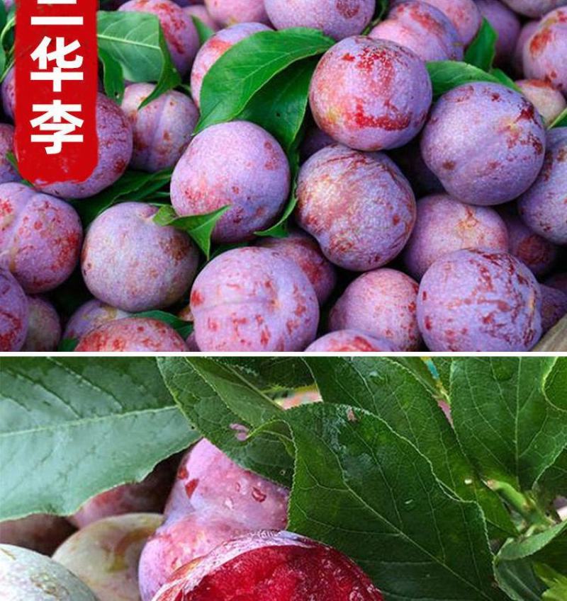 三华李树苗，带叶子发货，广西发货，基地发货品质保证。