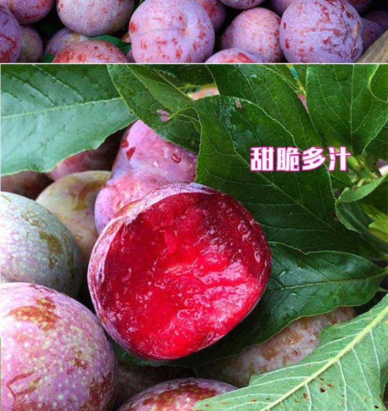 三华李树苗，带叶子发货，广西发货，基地发货品质保证。