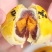 【超划算】雪媚娘蛋黄酥咸蛋黄休闲食品零食整箱批发传统糕点