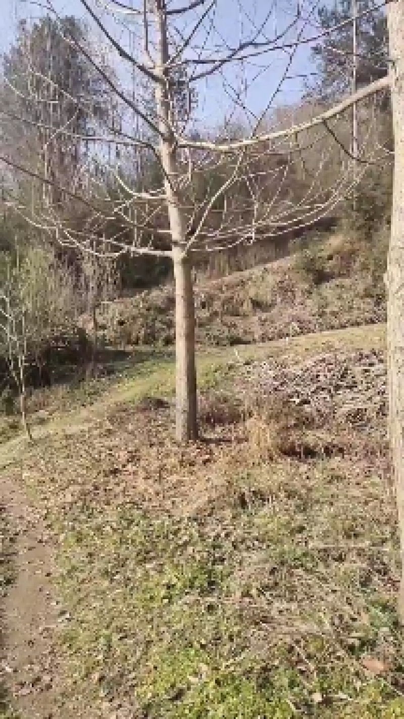 银杏树