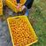 广西柳州融安县正宗优质脆蜜金桔苗假一赔十，一百棵送生根粉