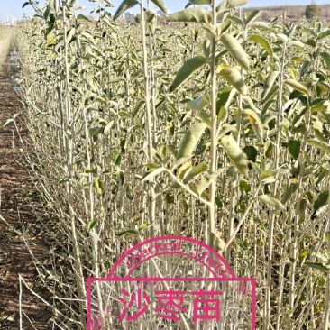 沙枣苗二年生，一年生优质苗木